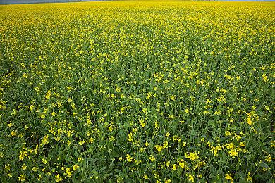 《真女神转生5》恶魔介绍视频 “龙王”八岐大蛇